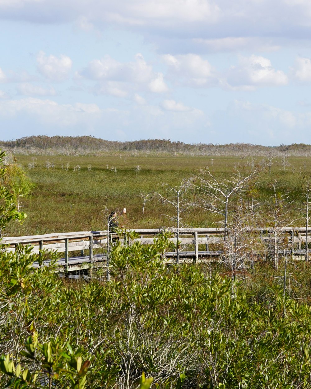 Elevated boardwalk crossing a wetland habitat