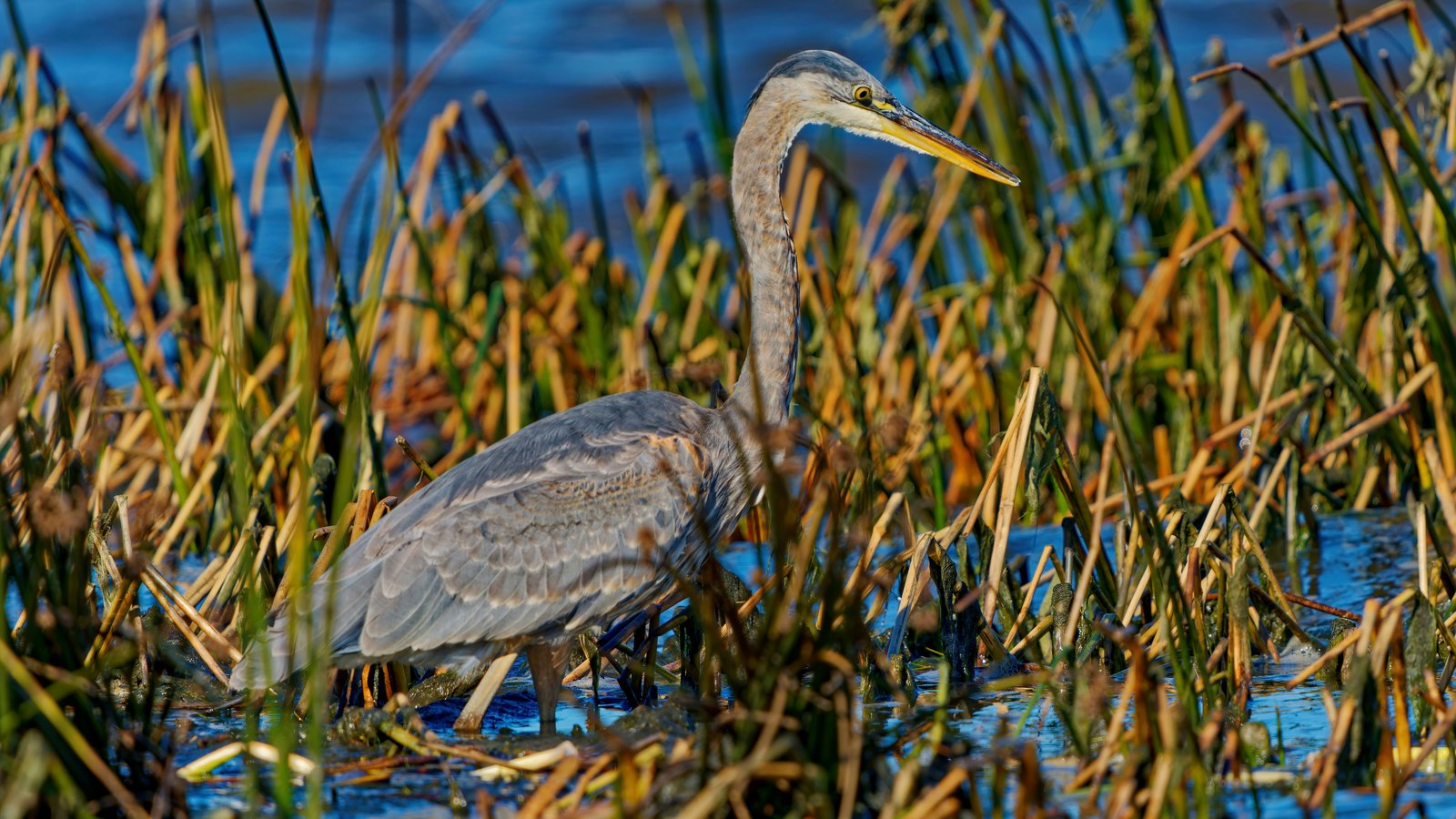 Heron in wetland vegetation